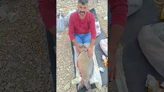 Sazan Avı Atatürk Barajı Coştu😲😲😲😲🤗🤗🎣🐬🐬🐬🎣abuzerdaghqn 👏👏 fishing balikavi sazanavı carpfishing [upl. by Yvel387]