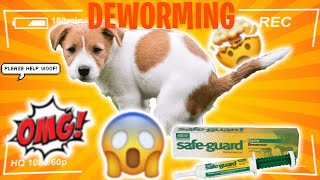 How to Deworm a Puppy Yourself At Home QUICK AND EASY See Fast Results In 3 Days [upl. by Nelra892]