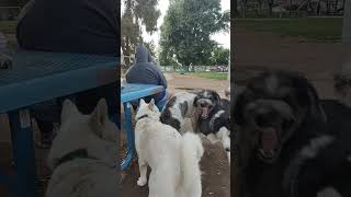 Sheepadoodle vs Husky Wrestling [upl. by Armanda]