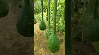 Bottle Gourd bottlegourd fruit vegetables pumpkin beautiful nature amazing [upl. by Stclair]