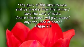 Haggai 29 bible quotes ytshort motivation biblestudy ytshortsindia flowers meditation [upl. by Kciwdahc]