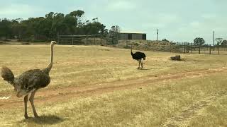 Ostrich in Safari Monarto Park [upl. by Laet660]