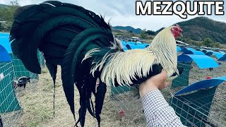 Mascota Jalisco ✅ Show Beautiful Birds Big Farm Pablo Lopez Mezquite Farm [upl. by Auqcinahs]