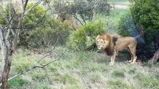 We went to Monarto Safari Park [upl. by Waechter]