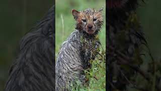 Shivering Cheetah Cub in the Rain A Heartwarming Glimpse into Wild Cat Survival [upl. by Nerral]