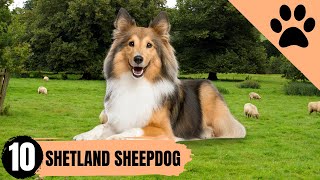 Shetland Sheepdog  Top 10 Facts [upl. by Tnarud]