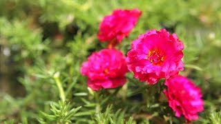 Portulaca Plant🌿 Purslanes 🍀Portulacaceae 4K HDR 2160p 60FPS Garden Relaxing 😌 Nature Video [upl. by Namref545]