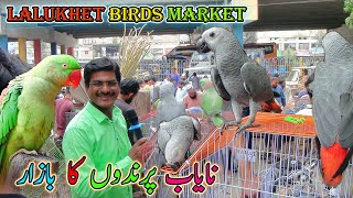 Lalukhet Exotic Parrots and Rare Birds Market Karachi 1592024 Latest Update in Urdu  سوق الطيور [upl. by Marney]