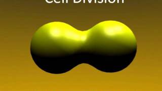 MUST WATCH 3d Animated Cell Division using Blender [upl. by Hertz605]