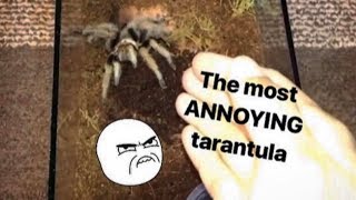 This TARANTULA is SO ANNOYING  but for a creative reason [upl. by Karlin476]