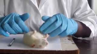 How to dissect a rat in a biology practical [upl. by Arahset]