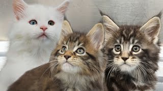 Adorable Maine Coon Kittens [upl. by Llehcnom742]