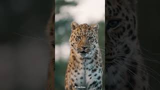 Amur Leopard  The Rarest Big Cat on Earth [upl. by Anneirb]