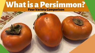 What is a Persimmon Four Variety Comparison [upl. by Kaleb]