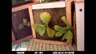 Pinguicula Gigantea Adjusting to New Conditions [upl. by Aim821]