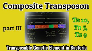 Composite Transposon Transposon in Bacteria  Transposons  Tn 10 Tn 5 Tn 9  AM Biologie Notes [upl. by Suoivatra854]