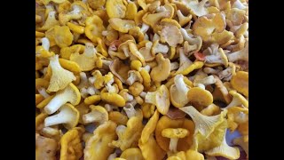 How I freeze chanterelles [upl. by Trebmal]