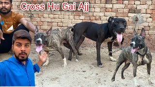 Gameline Pitbull nay good news dy di aj  Punjabi Shok Vlogs [upl. by Ayihsa]