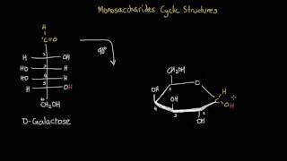 Converting an open chain monosaccharide into its cyclic structure [upl. by Nellad]