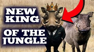 Mr Kasongo the Warthog wants you to know this about him [upl. by Drofla]