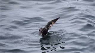 Cormorant at Bonavista [upl. by Nitsew932]