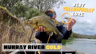 The BEST Yellowbelly Lure for Murray River Goldens [upl. by Lauretta680]