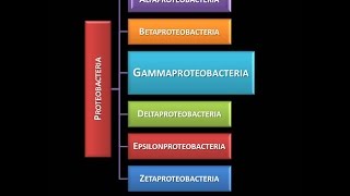 Dominio Bacteria Phylum Proteobacteria 18  Clase Gammaproteobacteria  Introducción [upl. by Kandy]