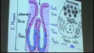 Dr Gihan Pylorus of Stomach 27102013 [upl. by Eltsyrc]