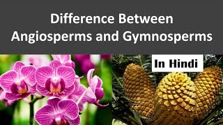 Difference between Angiosperm and Gymnosperm  NEET  In Hindi [upl. by Leiria]