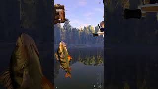 Fishing Planet Lesni Vila European Perch 0273 Kg fishing fishingplanet [upl. by Eilrebmik91]