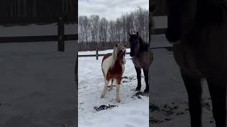 Horses Meeting for the First Time [upl. by Amsirac]