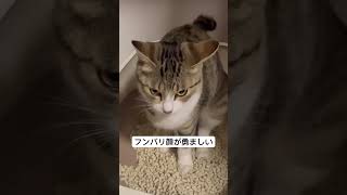 ケツ意の顔 猫 cat 保護猫 [upl. by Adnorrehs]