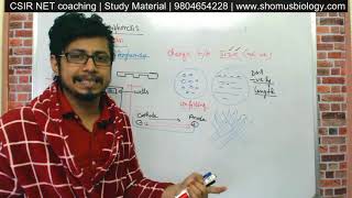 Gel electrophoresis procedure explained  agarose gel electrophoresis of DNA [upl. by Meehyr]