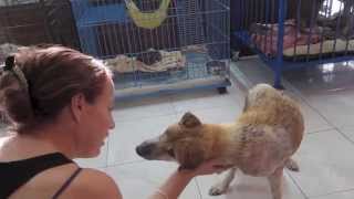 PRANCING PONI  STREET DOG RESCUE [upl. by Pruter]