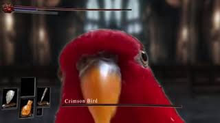 Red bird Dark souls Meme [upl. by Dominique]