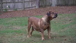 South African Boerboel Warning Barks [upl. by Eetsirk755]