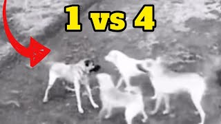 Kangal Takes On 4 Dogs Solo And Wins [upl. by Ahseral]