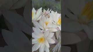 Tum bin main ❤️ waterlily flowers nature love subscribe [upl. by Aelahc]