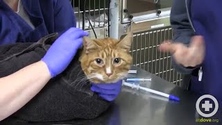 How to Administer Oral Medication to Cats [upl. by Amias]