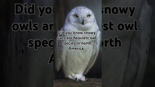 Snowy owl  snowy owl  Big owl Facts trending viralshorts ytshorts giant [upl. by Niarbo431]