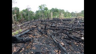 Deforestation Facts Causes amp Effects [upl. by Elisha]