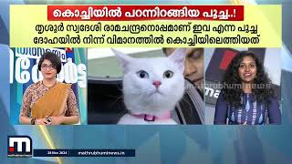 ദോഹ ടു കൊച്ചി പറന്നിറങ്ങി ഇവ വിമാനത്തിൽ കേരളത്തിലെത്തുന്ന ആദ്യ അരുമ മൃഗം  Pet Love [upl. by Baptlsta]