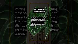 Anthurium Clarinervium Care Guide anthurium anthuriumclarinervium anthuriums [upl. by Idleman]