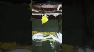 Longhorn Cowfish swimming is oddly satisfying beautiful fish [upl. by Akemyt452]