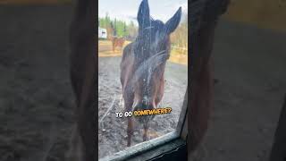 This Horse Did Something Totally Unexpected 🐴🔒 shorts shortsvideo [upl. by Mccarty365]