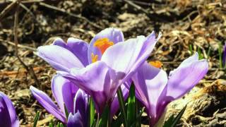 Blooming Crocus Flower Bulb Time Lapse [upl. by Valoniah]