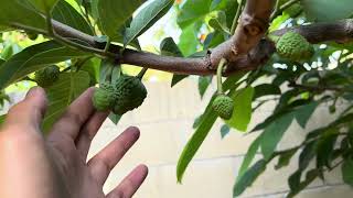 It’s Been Awhile AtemoyaCherimoya Update Thinning Fruits July 2024 Best Season Ever [upl. by Peta]