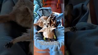 A free kangaroo babysittershorts animals kangaroo rescue [upl. by Marquez]