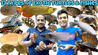 Turtle Price in India  Exotic Turtles in India  Super Red Arowana  Gar Fish  Karnataka Aquarium [upl. by Larrabee]