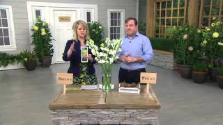 Brecks Mammoth 5piece Mexican Tuberoses on QVC [upl. by Kaia]